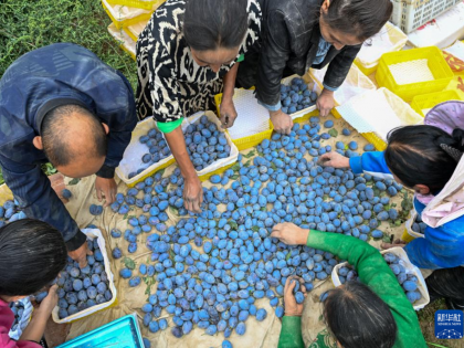 新疆昆玉：农工合作社带动居民致富增收