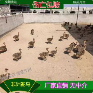 鸵鸟幼苗一对活体非洲鸵鸟活苗幼崽鸸鹋小鸵鸟蛋幼苗成年鸵鸟宠物