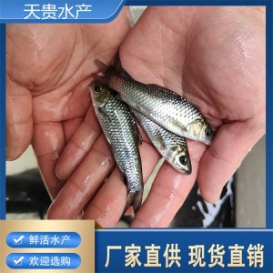 天贵鱼苗 清波鱼 养殖专用幼鱼苗 适用人工养殖 鱼产业基地供优质水产