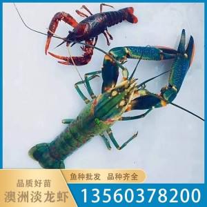渔场批发 优质澳洲淡水小龙虾苗 冷水淡水养殖存活率高小虾苗水产