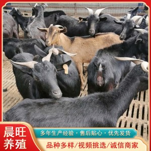 湖北黑山羊养殖黑山羊福建适合养殖二胎怀孕母羊价格产奶山羊价格