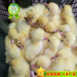 丽阳公司小鹅子 养鹅幼苗一只 大白鹅苗出售 大三花鹅苗价格 鸡鸭鹅雏